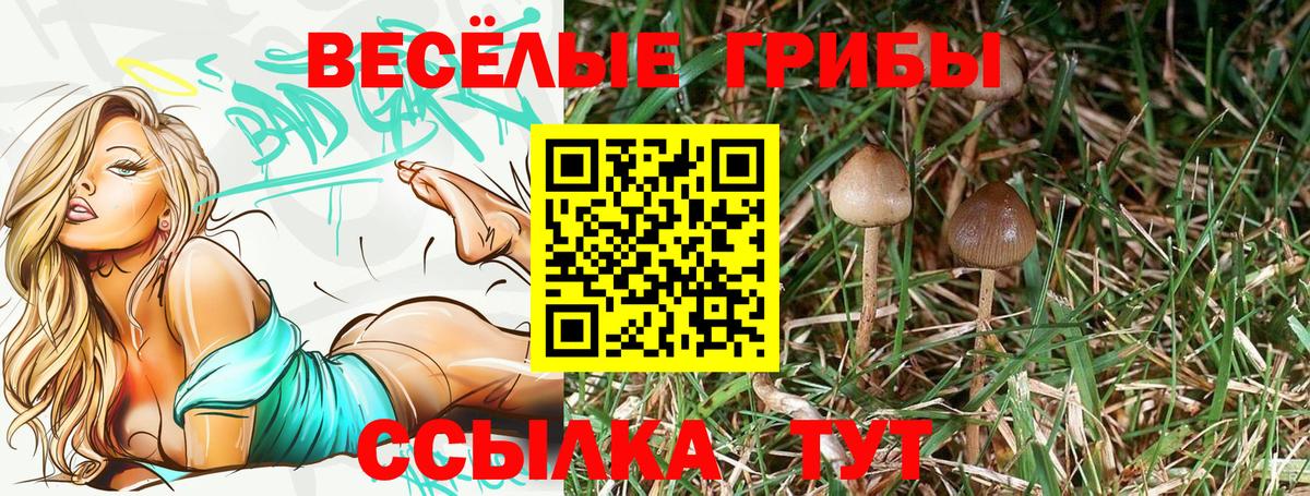 Псилоцибиновые грибы Psilocybe  Псилоцибиновые грибы прущие грибы  Муром  Вход с VPN 